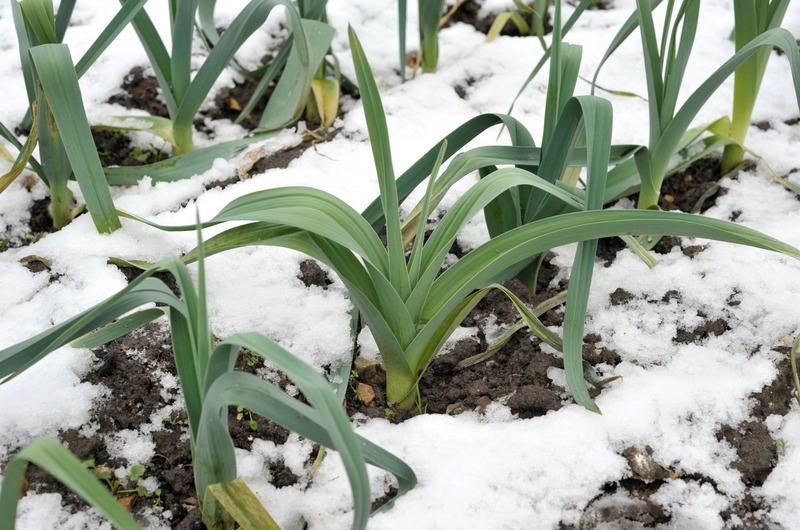 3-snowy-leeks